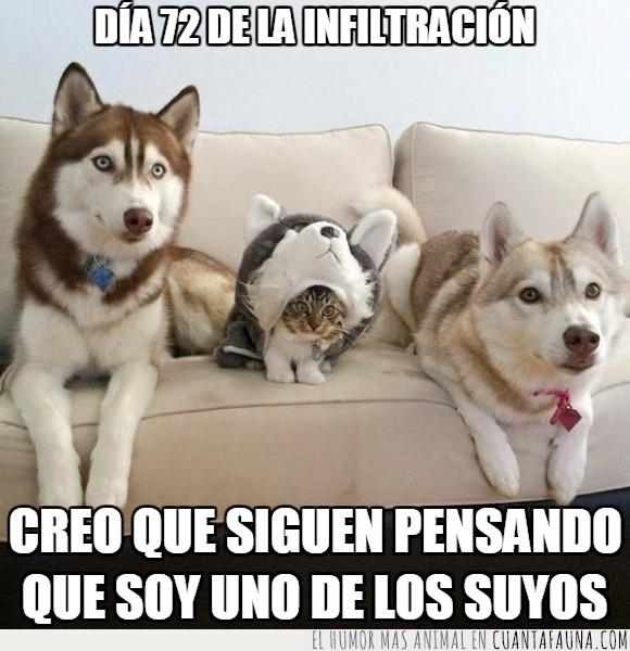 disfraz,familia,gato,gorro,husky,infiltrado,lobo,perro